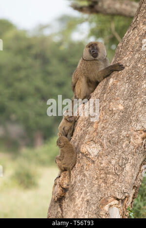 Les babouins escalade un arbre, Tanzanie Banque D'Images