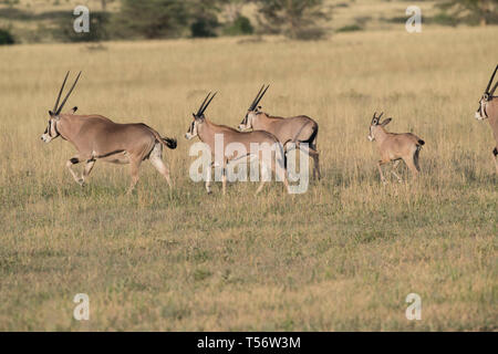 Oryx d'exécution dans le parc national de Tarangire, Tanzanie Banque D'Images