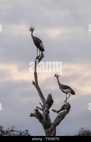 Deux grues couronnées grises perchées dans un accroc, Tanzanie Banque D'Images