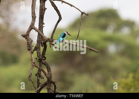 Woodland kingfisher assis sur une branche Banque D'Images