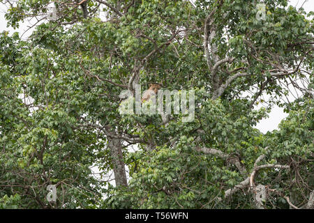 Leopard dans arbre, Taranagire National Park Banque D'Images