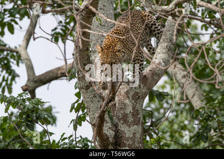 Leopard dans arbre, Taranagire National Park Banque D'Images