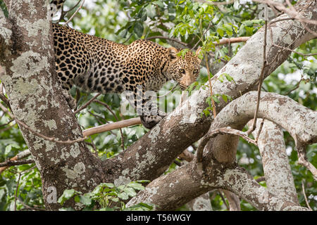 Leopard dans arbre, Taranagire National Park Banque D'Images