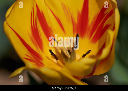 Belle tulipe rouge et jaune, l'arrière-plan flou dans les tulipes champ ou dans le jardin, avec vue sur le ressort à l'intérieur d'étamines core Banque D'Images