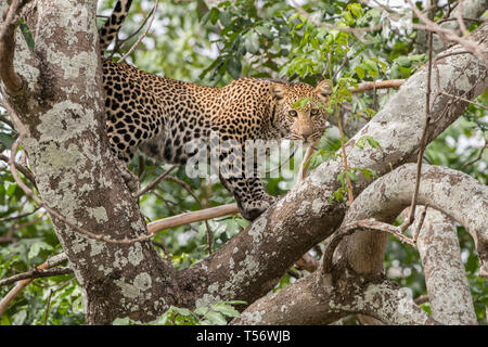 Leopard dans arbre, Taranagire National Park Banque D'Images