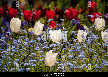 Tulipes rouges et blanches Tulipa Gesneriana avec fleurs violettes sauvages. Fleurs décoratives tourné dans le parc pendant la journée avec lumière naturelle Banque D'Images