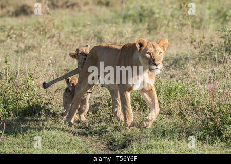 Lion cub grimper sur le dos de maman Banque D'Images