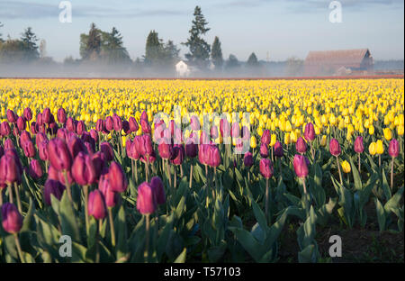 Matin matin brumeux les champs de tulipes avec grange. Violet et jaune printemps bulbes de tulipes en fleurs dans ce paysage de printemps. Matin brumeux avec brouillard et un b Banque D'Images