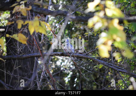 Geai bleu oiseau posé sur la branche de l'arbre dans le parc / forêt. Banque D'Images