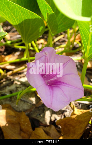L'Ipomoea pes-caprae, également connu sous le bayhops beach, gloire du matin ou de chèvre pied sur la plage de Darwin, Territoire du Nord, Australie. Banque D'Images