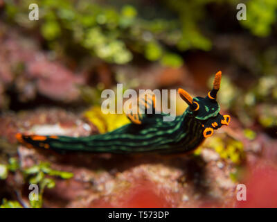 Nudibranche Nembrotha Kubaryana limace de mer sur un mur de corail en plongée, de Bunaken au nord de Sulawesi, Indonésie Banque D'Images