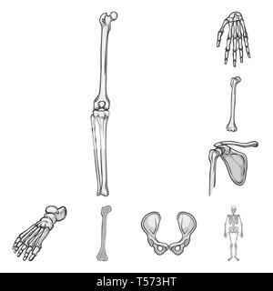 Genou,poignet,fémur,foot,hip,appareil locomoteur,joints,occasion,casse,bassin,cheville osseuse,scientifique,chirurgie,santé,jambe,,les pieds plats,linstallation,body,dommage,xray,la douleur,,sain,mouvement,calcium cartilage,crâne,panneaux,bois,,biologie,médical,os,squelette humain,anatomie organes,médecine,clinique,,set,icône,,illustration,collection,isolé,design,graphisme,élément signe,gris,noir,vecteurs vecteur , Illustration de Vecteur