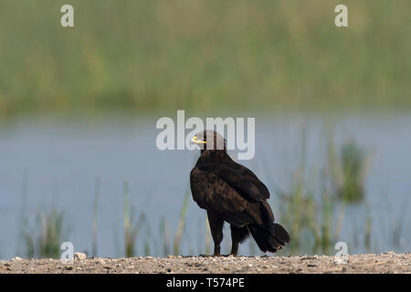 Une plus grande Spotted Eagle, Clanga clanga, Inde. Banque D'Images