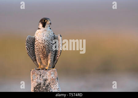 Le faucon pèlerin (Falco peregrinus), l'Inde. Banque D'Images