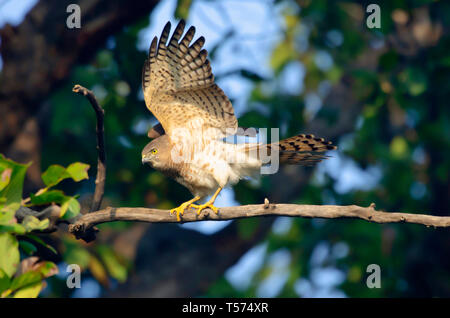 Shikra, Accipiter badius, parc national de Keoladeo, Bharatpur, Inde. Banque D'Images