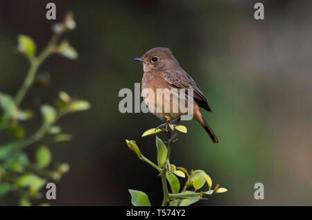 Stonechat, Saxicola rubicola, parc national de Keoladeo, Bharatpur, Inde. Banque D'Images