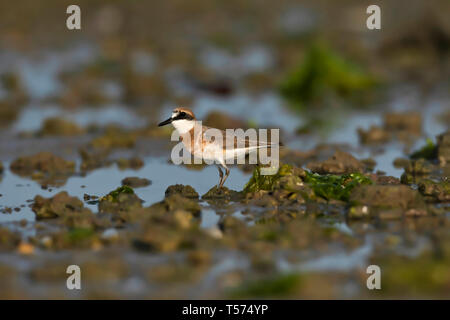 Sable plus pluvier siffleur, Charadrius leschenaultii, Khijadiya Bird Sanctuary, Jamnagar, Gujarat, Inde. Banque D'Images
