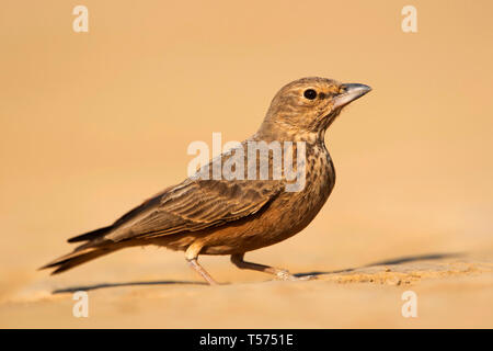 Le cerf de Lark, Ammomanes phoenicura, une plus grande Rann de Kutch, Gujarat, Inde. Banque D'Images