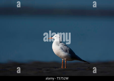 Goéland, Chroicocephalus genei, Jamnagar, Gujarat, Inde. Banque D'Images