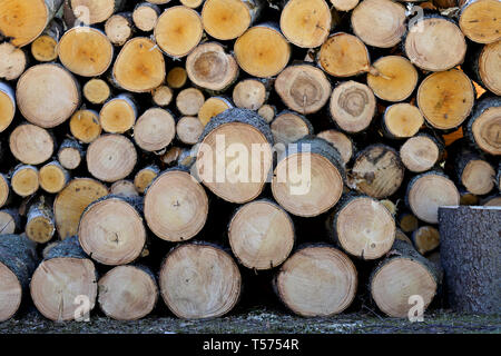 Une pile de l'épinette et le bouleau après l'exploitation forestière Banque D'Images