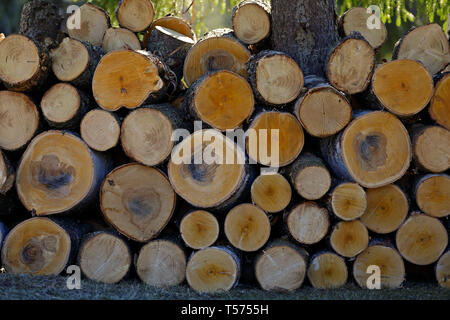 Une pile de l'épinette et le bouleau après l'exploitation forestière Banque D'Images