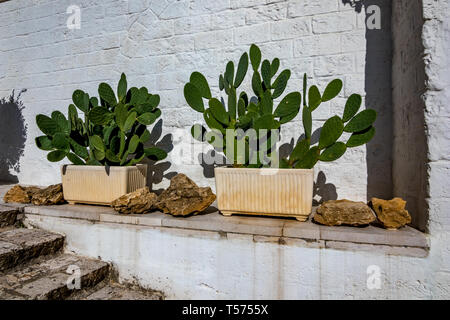 Big Green cactus poussent dans deux pots en terre en Laterza, région des Pouilles, Italie du Sud en été, white wall background Banque D'Images