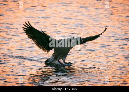 Southport, Merseyside, Royaume-Uni. 22 avr, 2019. Beau Lever de soleil. Un beau lever de cascades à travers les marais humides comme des oies dans la tête à l'aube pour chercher de la nourriture à leurs aires d'alimentation préférés sur les rives de la plage de Southport Merseyside. Credit : Cernan Elias/Alamy Live News Banque D'Images