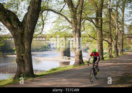 Cyclistes à Preston, Lancashire, au bord de la rivière en avril. Avenham Park, bordé par le Ribble, rivière lente. Les routes 6 et 62 du réseau national du cycle, avec des avenues bordées d'arbres, traversent le parc et il y a des kilomètres de sentiers et de sentiers longeant les rives de la rivière. Banque D'Images