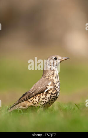 Mistle Thrush alerte, Turdus viscivorus, sur l'herbe, Queen's Park, Londres, Royaume-Uni Banque D'Images