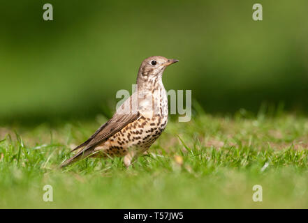 Mistle Thrush, Turdus viscivorus, sur l'herbe, Queen's Park, Londres, Royaume-Uni Banque D'Images