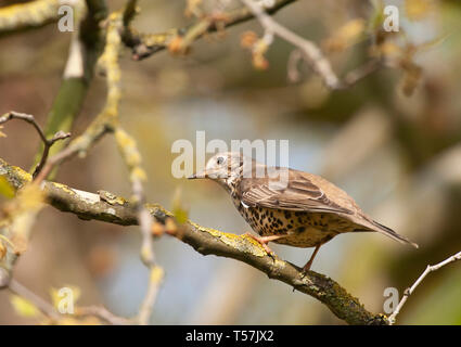 Mistle Thrush, Turdus viscivorus, perché dans un arbre au printemps, Queen's Park, Londres, Royaume-Uni Banque D'Images