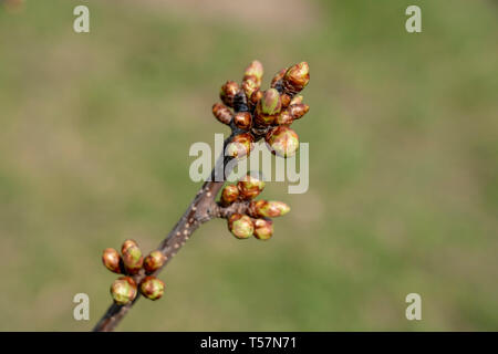 Gonflement des bourgeons de cerisier close-up sur fond vert. Banque D'Images