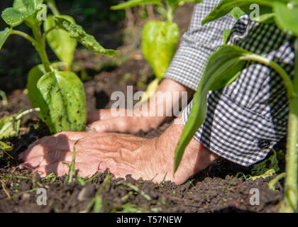 Le Yorkshire, UK. Un homme âgé est assis sur le plancher de sa literie tournesols dans le sol après la culture des semis dans la maison familiale. Banque D'Images