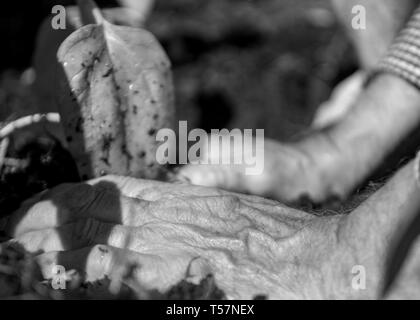Le Yorkshire, UK. Un homme âgé est assis sur le plancher de sa literie tournesols dans le sol après la culture des semis dans la maison familiale. Banque D'Images