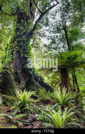 Sentier à travers forêt vierge avec épiphytes au lac de Waikareiti Te Urewera, Hawkes Bay, North Island, New Zealand Banque D'Images