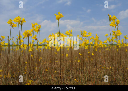 Utriculaire Utricularia cornuta, Banque D'Images