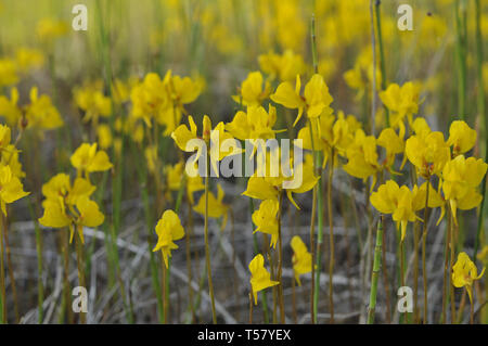 Utriculaire Utricularia cornuta, Banque D'Images