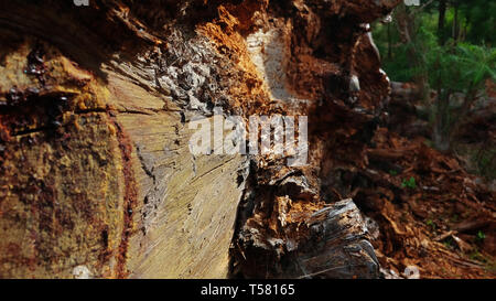 Fallen Tree Trunk couverts dans SAP et d'araignées montrant la texture naturelle fibreuse de la vieille écorce, concept pour la nature ou l'entropie d'automne décrépit Banque D'Images