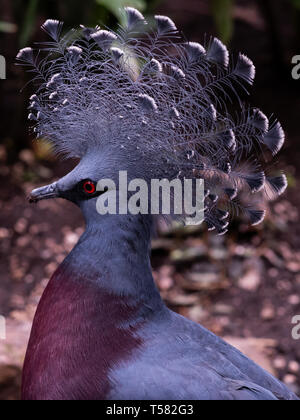 Pigeons couronnés à Victoria, le Zoo de Chester avant fire Banque D'Images