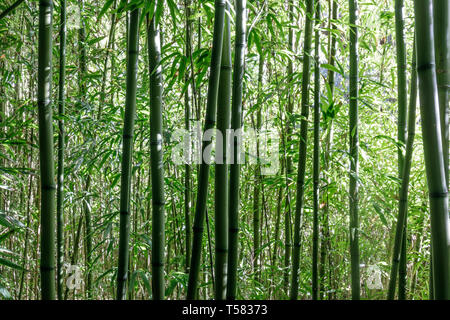 Bambous au jardin de thé japonais. Banque D'Images