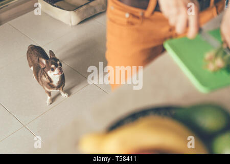 Un petit chien chihuahua observe alors que la maîtresse se prépare Banque D'Images