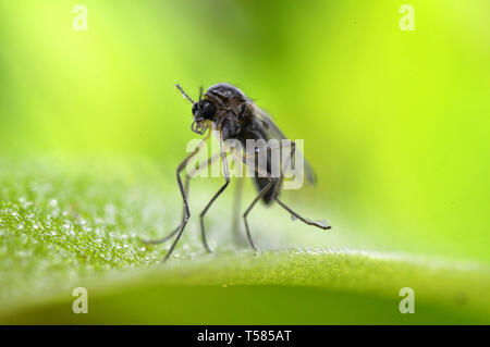 Grassette Pinguicula macroceras, capture de proies Banque D'Images