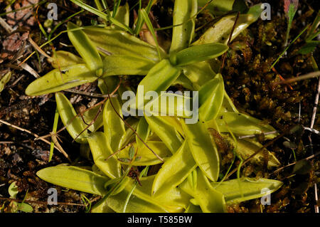 Pinguicula vulgaris Grassette, Banque D'Images