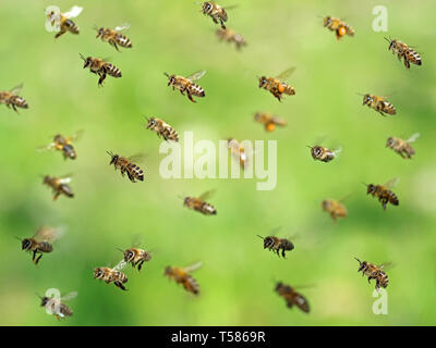 Plan macro sur battant essaim d'abeilles après la collecte du pollen au printemps sur bokeh vert Banque D'Images