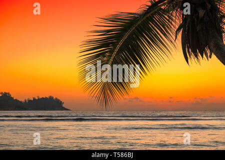 Coucher de soleil sur la mer avec le Coco Palm sur la plage de l'île des Caraïbes. Banque D'Images