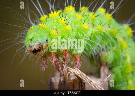 Saturnia pavonia monstre vert état larvaire macrophotographie Banque D'Images