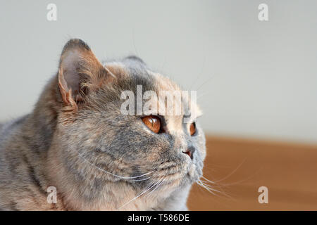 Vue rapprochée de la tête d'un British Shorthair chat avec les yeux de cuivre dans l'intérieur. Banque D'Images