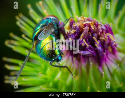 Macro de mouche phography posant et montrant ses ailes Banque D'Images