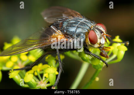 Macro de mouche phography posant et montrant ses ailes Banque D'Images