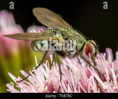 Macro de mouche phography posant et montrant ses ailes Banque D'Images